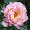 Fleur - Hellsehen - Kartenlegen